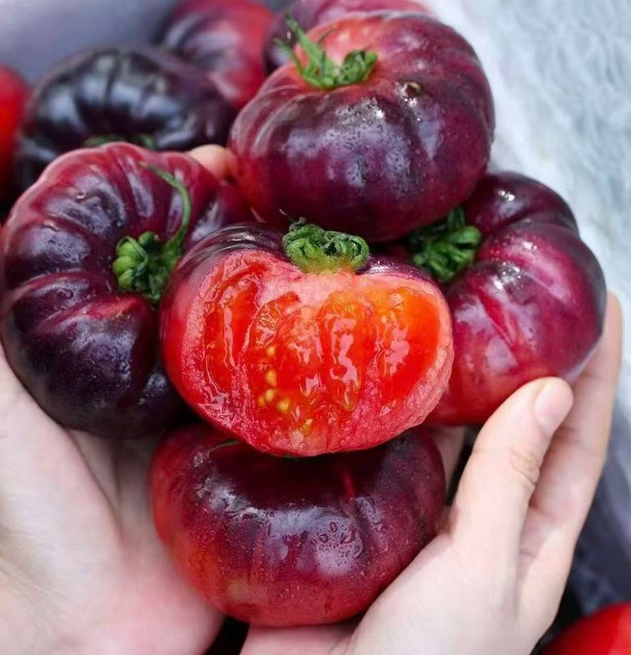 An anthocyanin-packed violet tomato